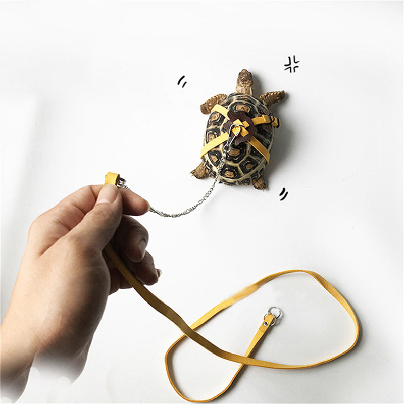 Cinto de Tração para Tartaruga - Water Dish Reptile avaliação e preço