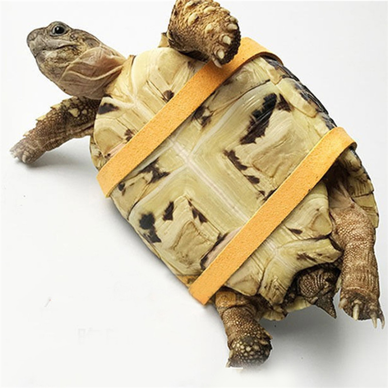Cinto de Tração para Tartaruga - Water Dish Reptile avaliação e preço